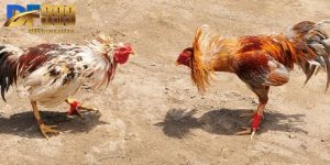 Đá Gà Cựa Dao - Trải Nghiệm Đấu Kê Mơi Lạ, Hấp Dẫn