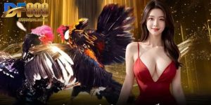 Đá Gà Philippines - Trải Nghiệm Sân Cược Đẳng Cấp Nhất