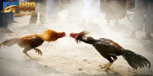 Đá Gà Tre Mỹ - Tinh Hoa Tốc Độ Trong Mọi Trận Đấu