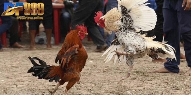 Đá Gà Cựa Dao - Trải Nghiệm Đấu Kê Mơi Lạ, Hấp Dẫn 2025 1 Giới thiệu đôi nét cơ bản về luật chơi đấu kê cựa dao