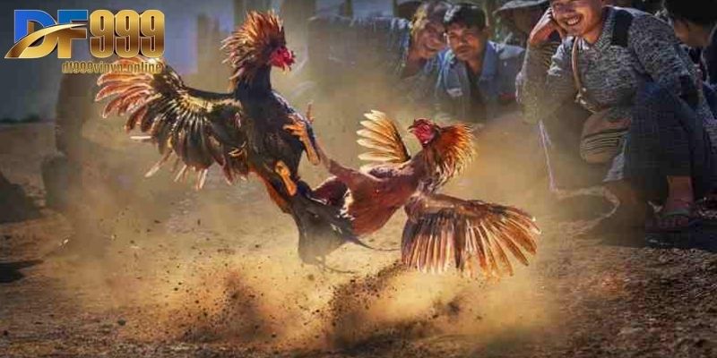 Đá Gà Tre Mỹ - Tinh Hoa Tốc Độ Trong Mọi Trận Đấu Hấn Dẫn 3 Những điểm cần lưu ý khi tham gia trải nghiệm đấu kê tre Mỹ